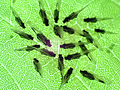 Periphyllus acericola
